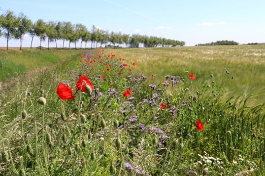 AKKERRAND BLOEMRIJK 2. MEERJARIG