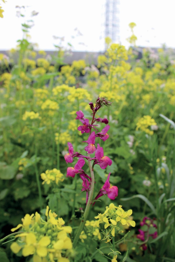 [VLDBIBBK100] BINNEN BEBOUWDE KOM (100 G)