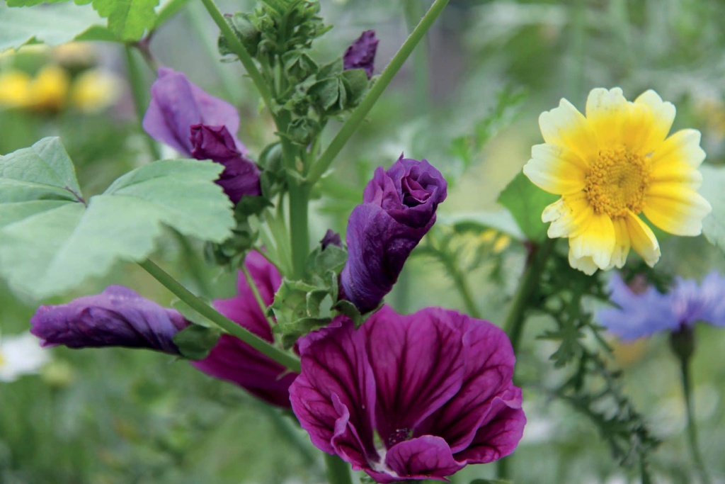 [VLDBL12] BLOEMENPRACHT (100 G)