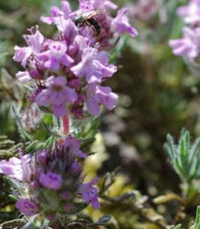 [VLDBL33] DAKMENGSEL (100 G)