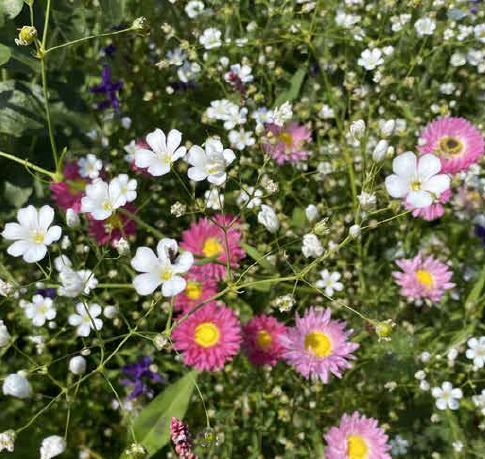 [DROOG] DROOGBLOEMEN (100 G)