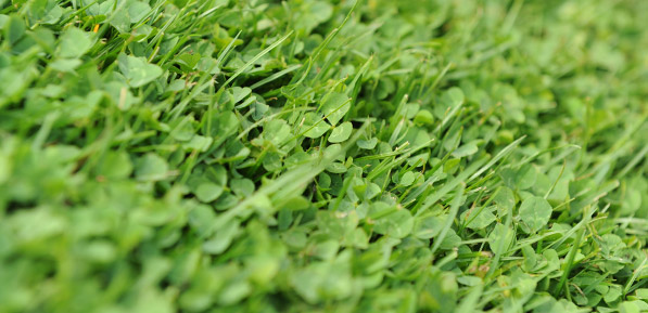 [MCRCL1] KLAVERGAZON (1 KG)