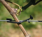 [KLFRKL11] KLEINFRUITKLEMMEN 11 CM - 1000 ST (11 CM)