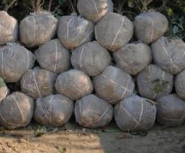 KLUITLAPPEN 100 % JUTE (100 ST)