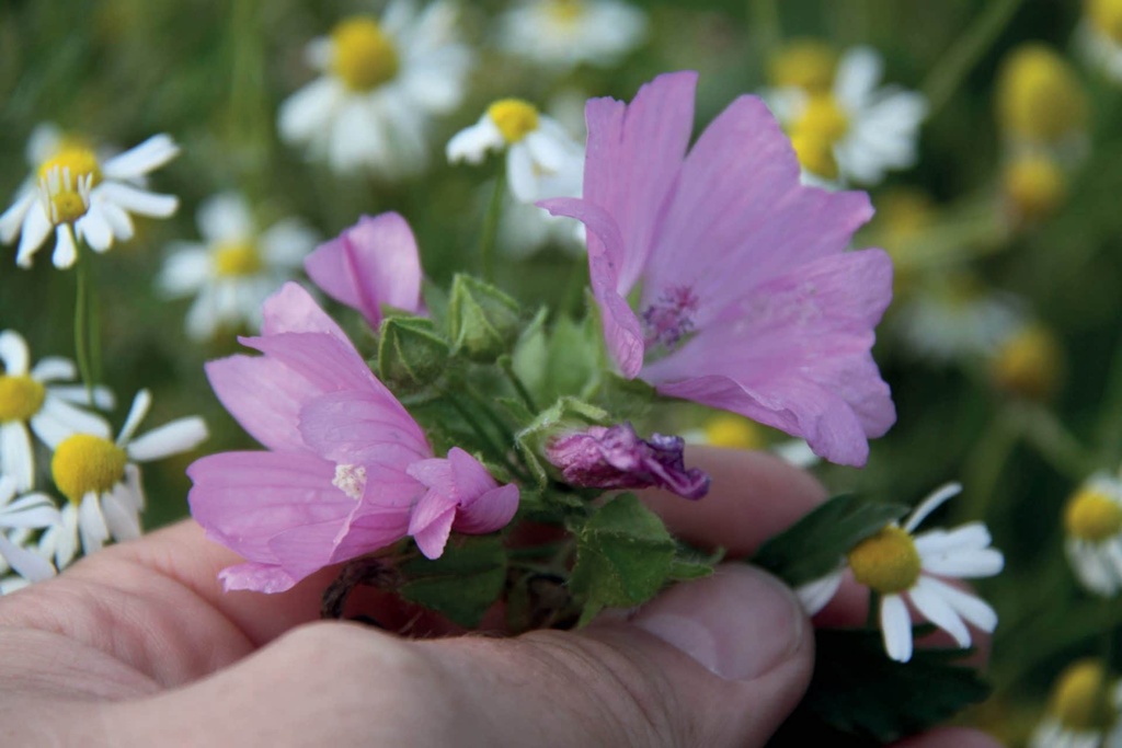 KRUIDENWEIDE 1 LICHTE GRONDEN