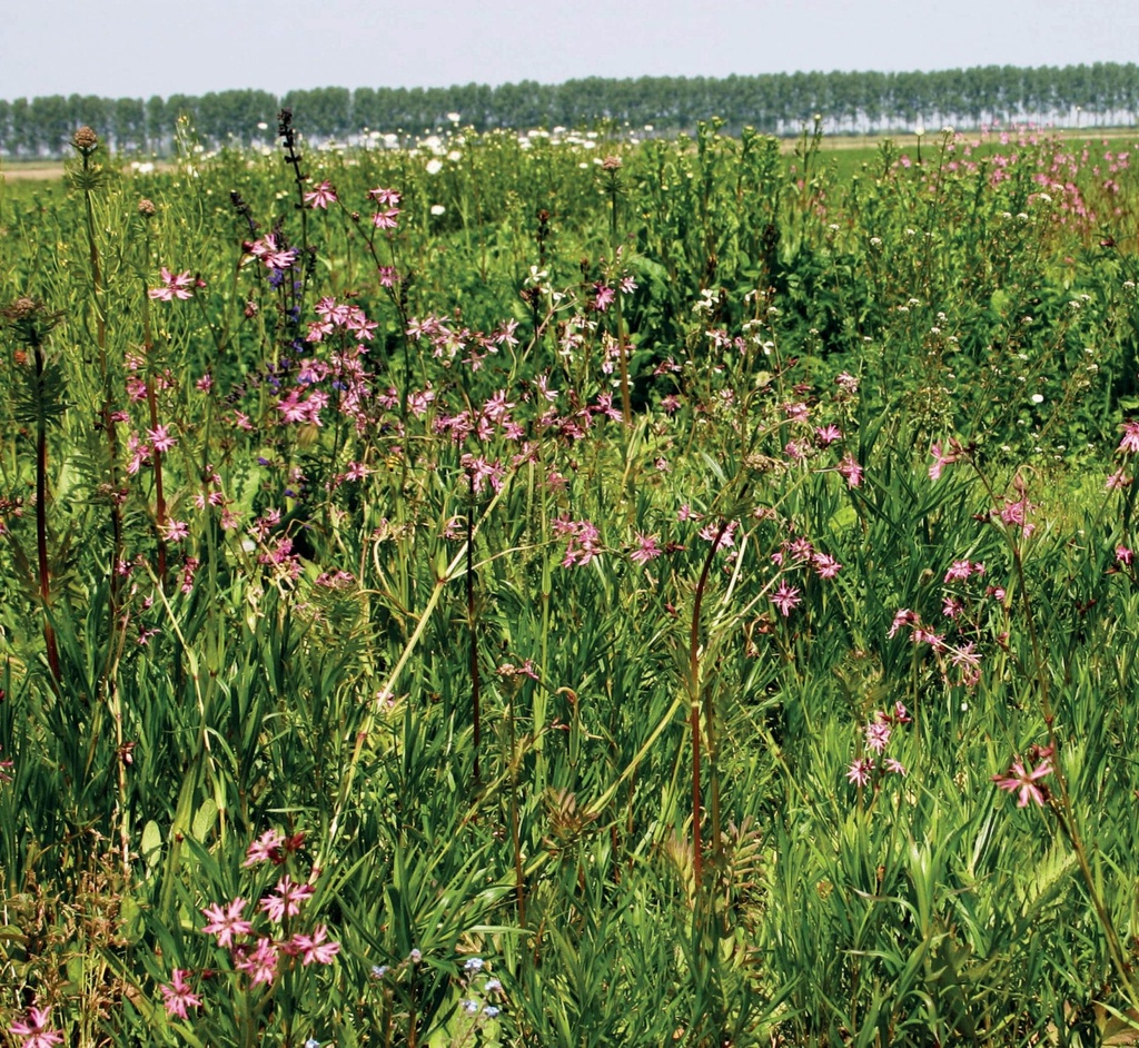 KRUIDENWEIDE 3 VOCHTIGE GRONDEN