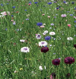 [VLDRE100] RENAISSANCE (100 G)