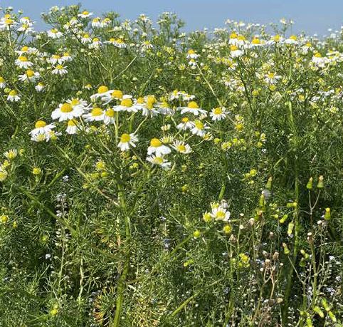 [VLDBL74] STAYGREEN 10 SCHADUW (100 G)