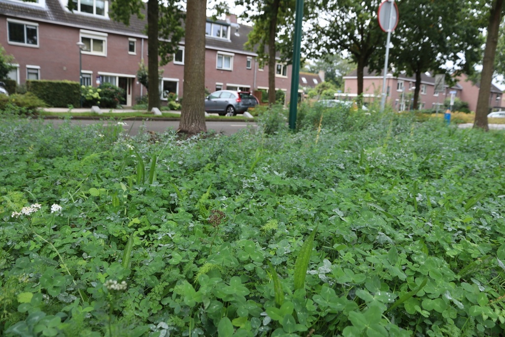 STAYGREEN 2 EIKENPROCESSIERUPS