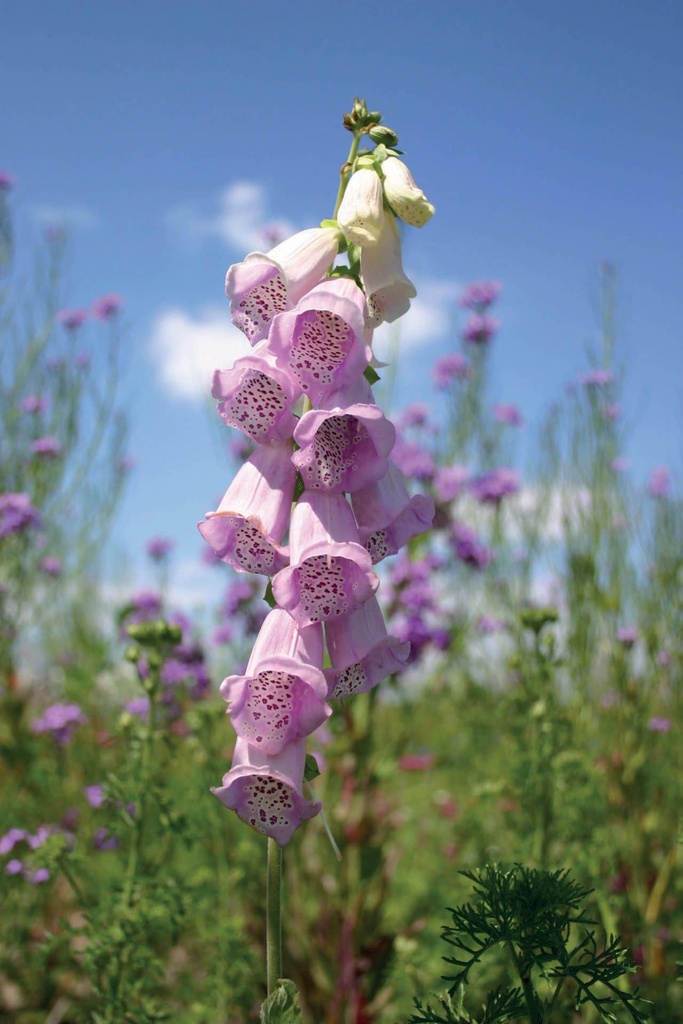 STAYGREEN 6 GOLDEN SUMMER