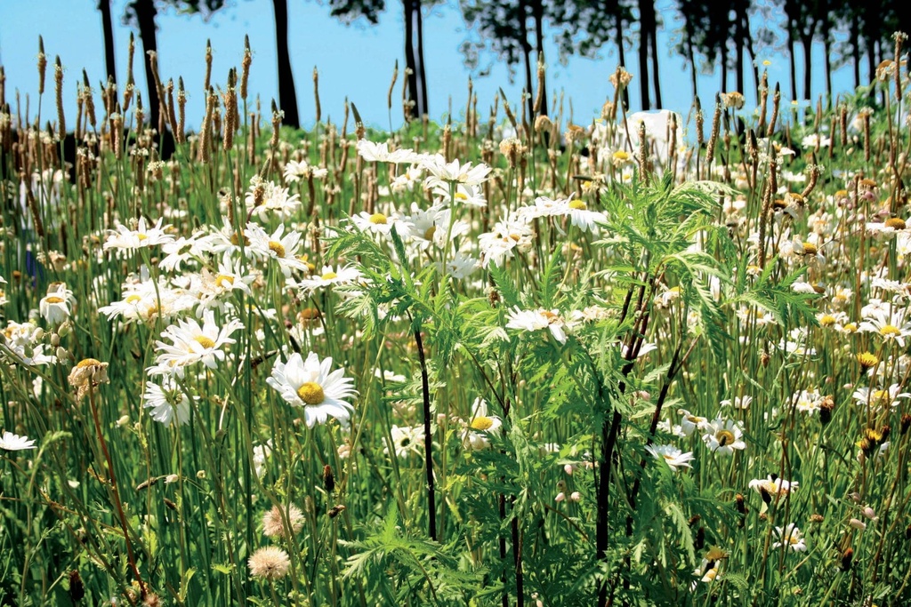 [VLDBL95] STAYGREEN 8 ROTONDE (100 G)