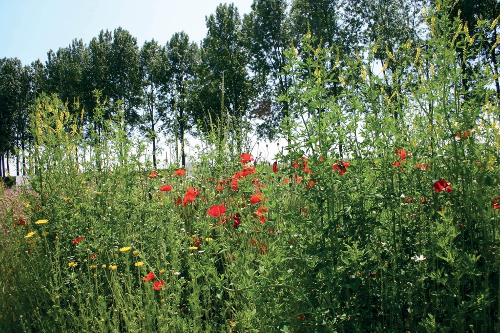 [VLDBL98] STAYGREEN 9 BLOEMRIJK (100 G)