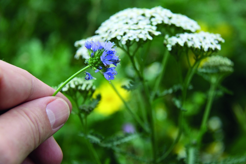 [VLDBL101] STROOMDALFLORA (100 G)