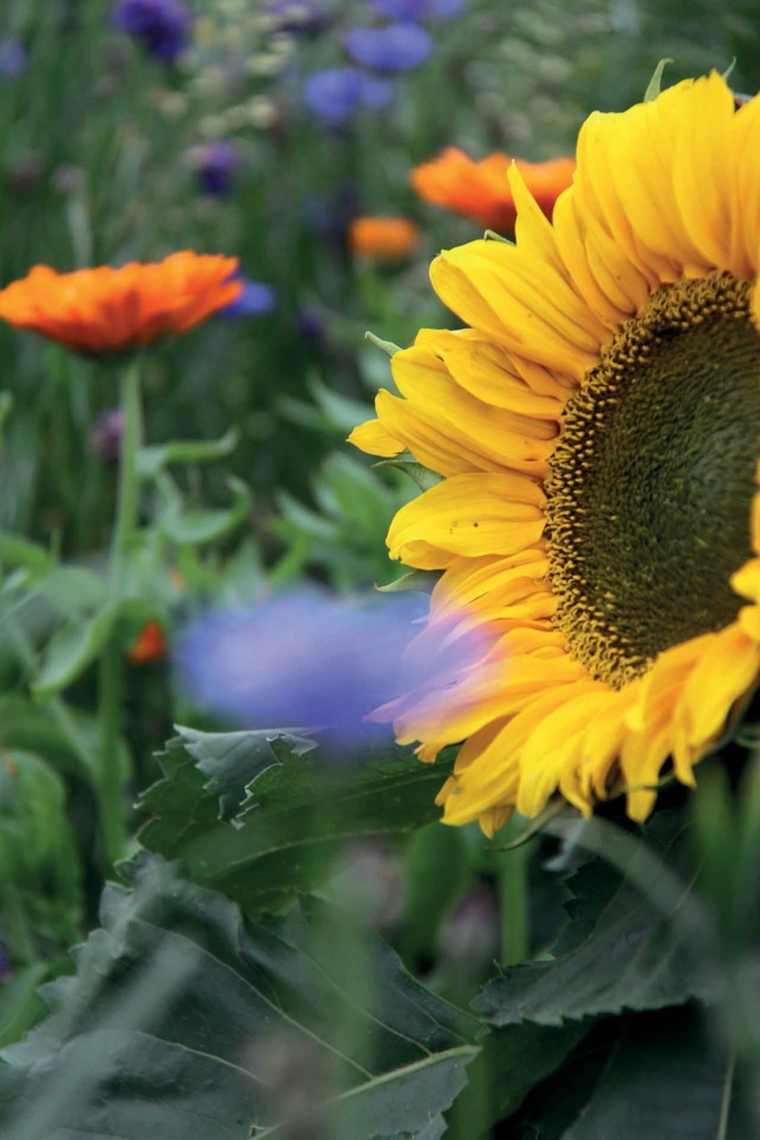 [VLDBL107] SUNFLOWER (100 G)