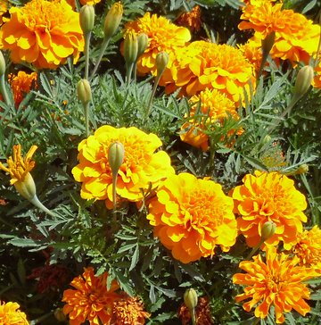 [TGTS] TAGETES (1 KG)