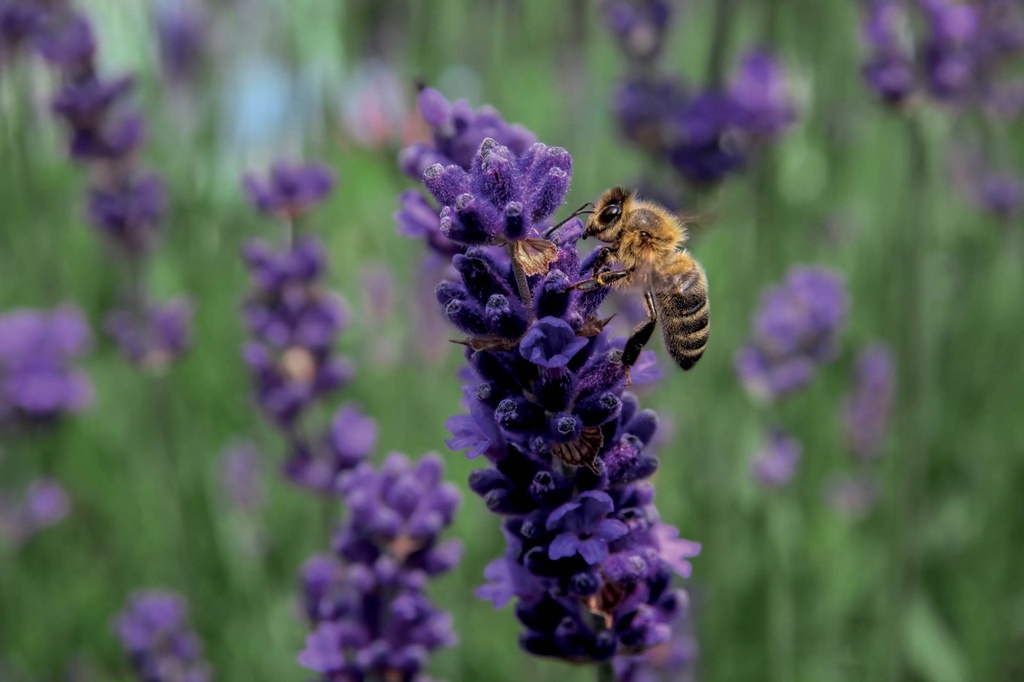 [VLDBL111] TUINKRUIDEN (100 G)