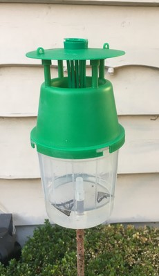 [64208] HANDY FEROMOONVAL BUXUSMOT