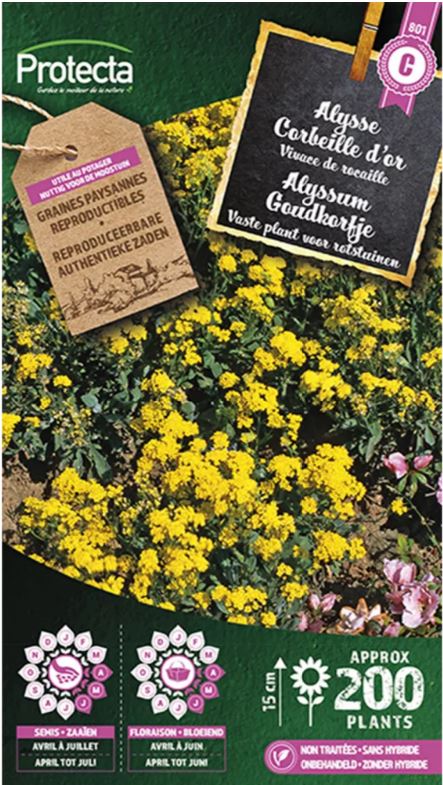 [SE-CON-00055] ALYSSUM GOUDKORFJE