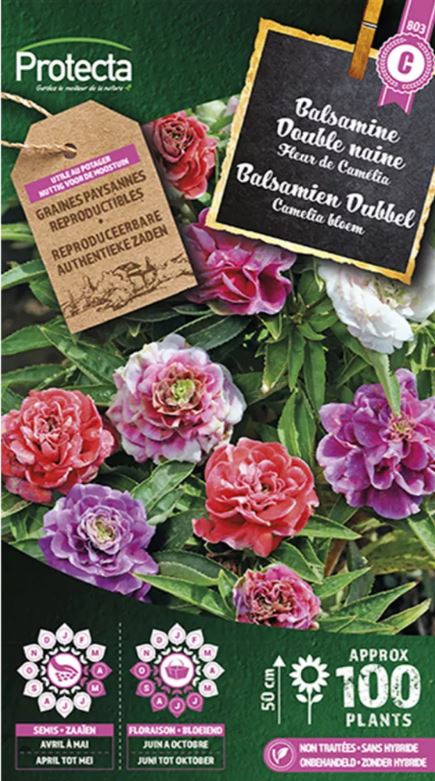 [SE-CON-00057] BALSAMIEN CAMELIA DUBBEL