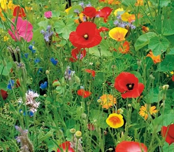 BLOEMEN VOOR DE KEUKEN FR-BIO-15