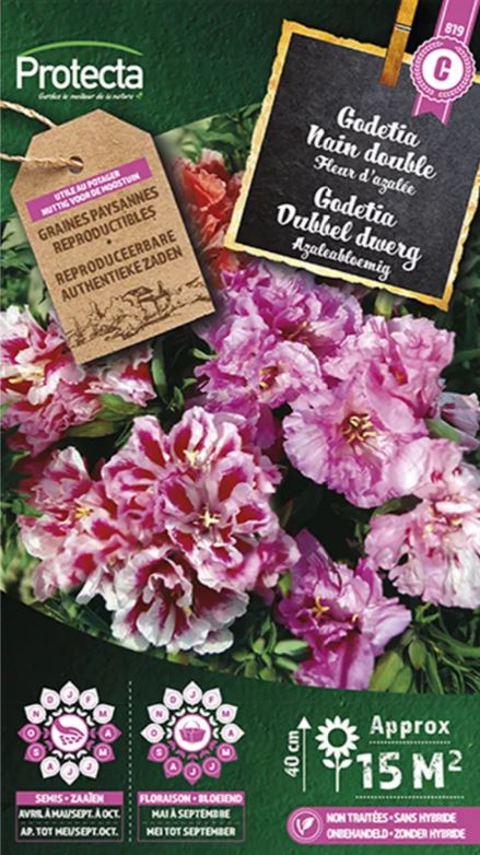 [SE-CON-00072] GODETIA AZALEABLOEMIG GEMENGD