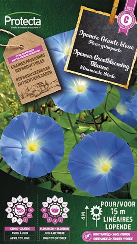 KLIMMENDE WINDE GROOTBLOEMING BLAUWE
