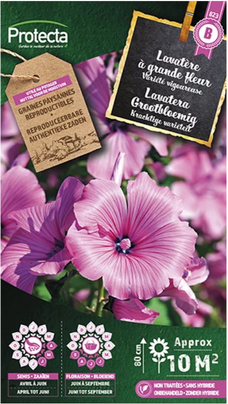 [SE-CON-00076] LAVATERA GROOTBLOEMIG