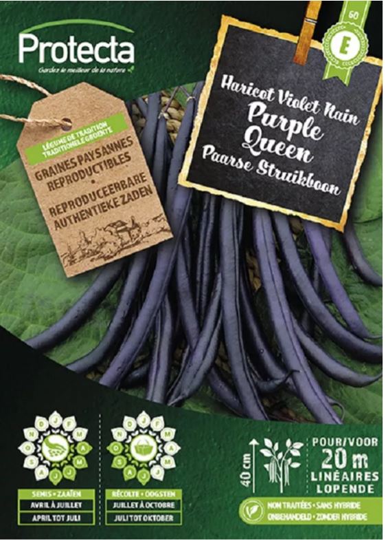 PAARSE STRUIKBOON PURPLE QUEEN