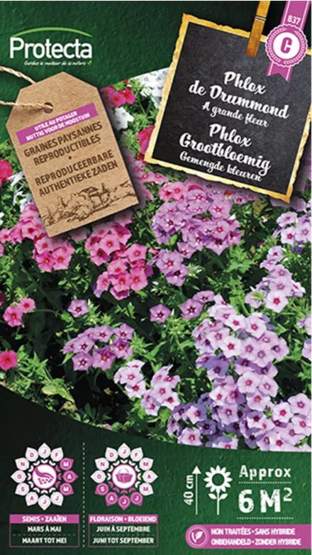 [SE-CON-00089] PHLOX GROOTBLOEMIG