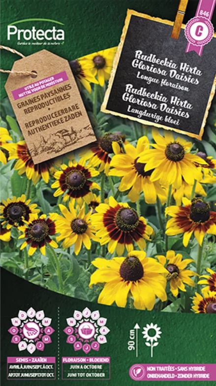 RUDBECKIA HIRTA GLORIOSA DAISIES
