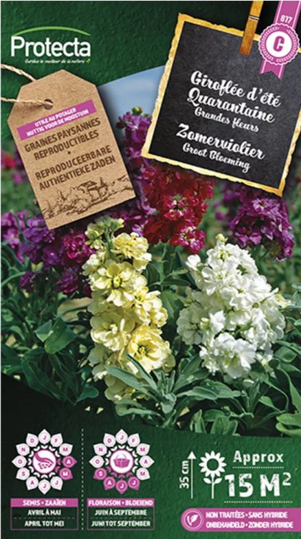 [SE-CON-00071] ZOMERVIOLIER GROOTBLOEMING