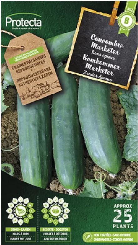 [SE-POT-00066] KOMKOMMER (LANGE ENGELSE)