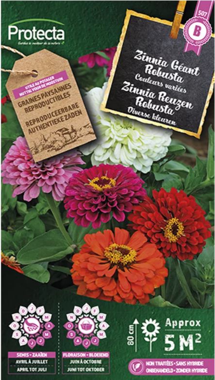 [SE-CON-00104] ZINNIA (DWERG GEMENGD)