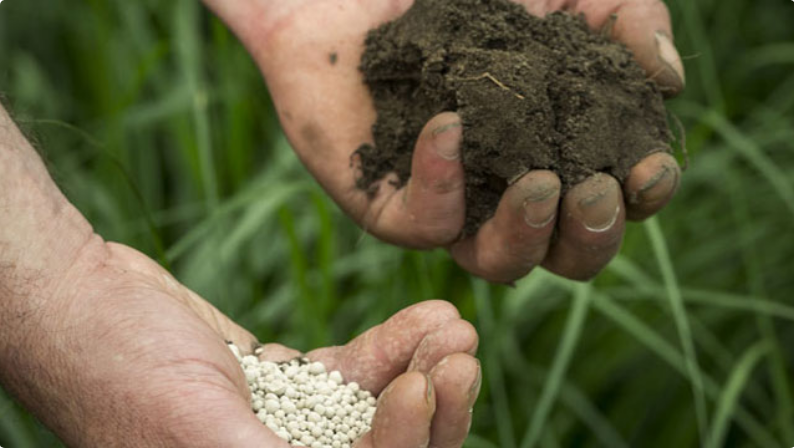 TRADITIONAL KWEEK GEEL CRIBS 25 KG