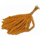 [499245] VERSELE-LAGA TROSGIERST - GEEL CHINA 15 KG