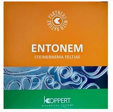 [ENTNM250] ENTONEM-1x250million=250m²
