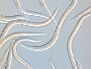 [KOPO4446] CAPSANEM (10x250million  EMELTEN=2500m²)