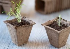 [55372] FW TURFPOT VIERKANT 6X6 CM - 20 ST