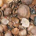 MO GEWASSEN SCHELPEN 3/20 - 13.5 KG