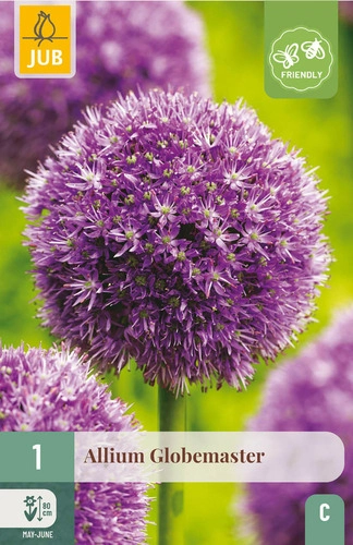 X   1 ALLIUM GLOBEMASTER 18/20