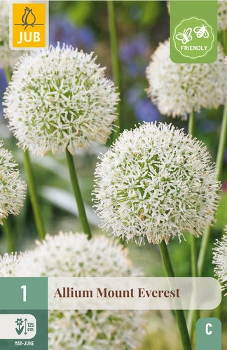 X   1 ALLIUM MOUNT EVEREST 20/+
