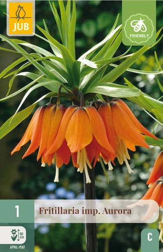 X   1 FRITILLARIA AURORA 20/24