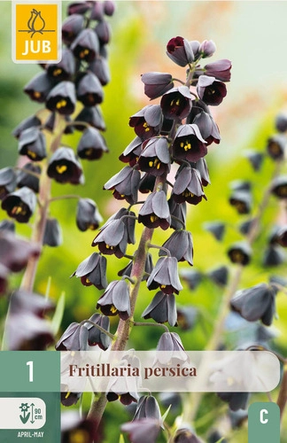 [JUB309760] X   1 FRITILLARIA PERSICA 20/24