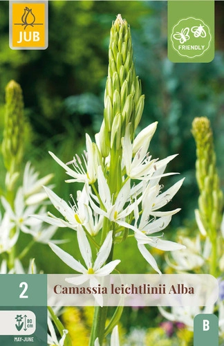[JUB309030] X   2 CAMASSIA LEICHTLINII ALBA 14/+