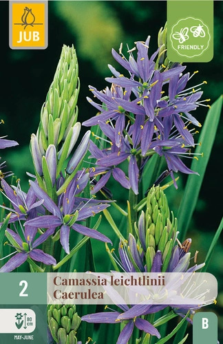 X   2 CAMASSIA LEICHTLINII CAERULEA 14/+