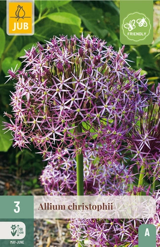 X   3 ALLIUM CHRISTOPHII 12/14