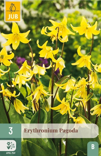 [JUB309550] X   3 ERYTHRONIUM PAGODA I