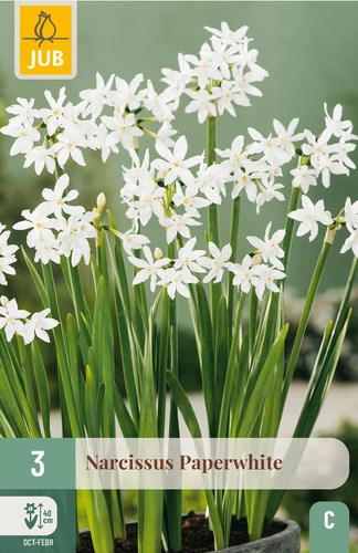 X   3 POTNARCIS PAPERWHITE 15/16