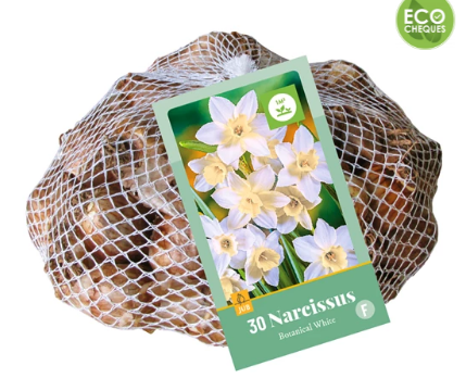 [JUB320790] X   30 NARCISSUS BOTANISCH WIT 10/12