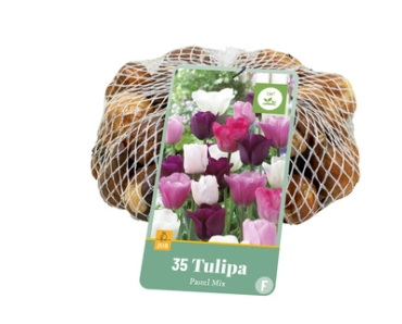 [JUB320310] X   35 TULIPA PASTEL MIX 11/12